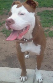 tate